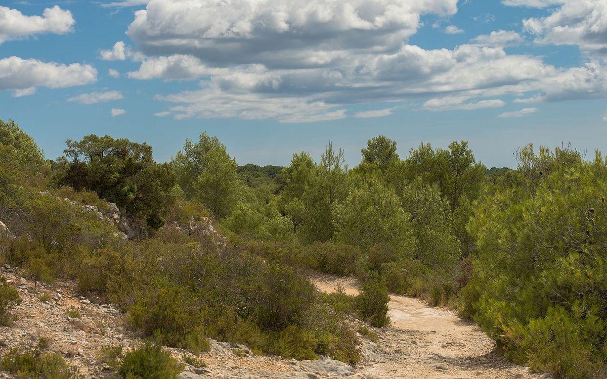 Garrigue de l'Hérault, sol calcaire caillouteux, pins et arbustes bas sous un ciel de traîne