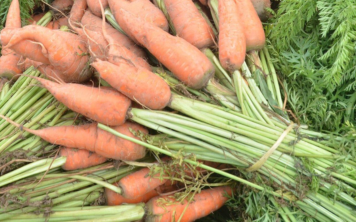 Carottes fraîchement arrachées, encore terreuses et non lavées, avec leurs fanes vertes