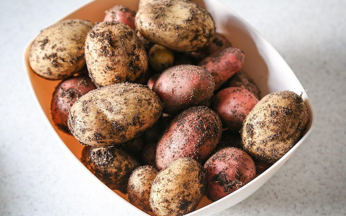 Pommes de terre jaunes et rouges fraîchement arrachées, encore couvertes de terre, dans un bac blanc