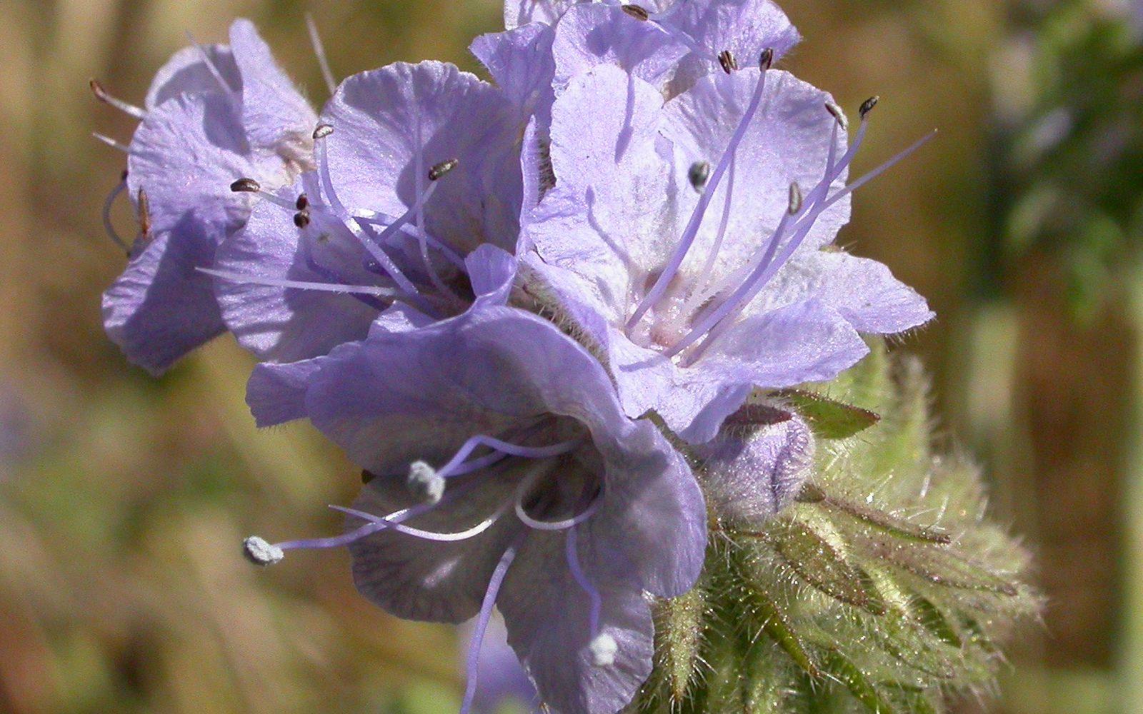 Fleurs mauves de phacélie, engrais vert mellifère semé au potager