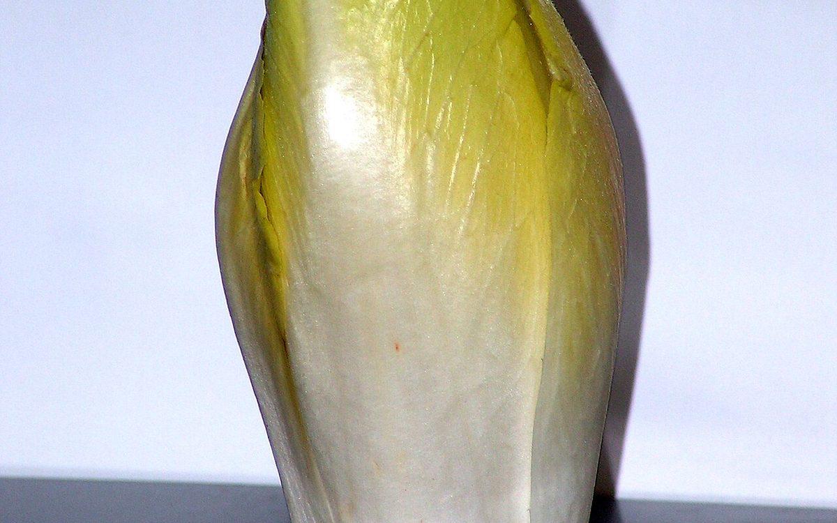 Chicon d'endive blanc et jaune pâle, aux feuilles serrées, photographié de près sur fond clair
