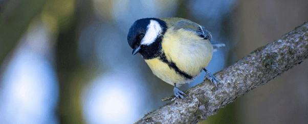 Nuisibles du jardin : comment les éloigner naturellement ?