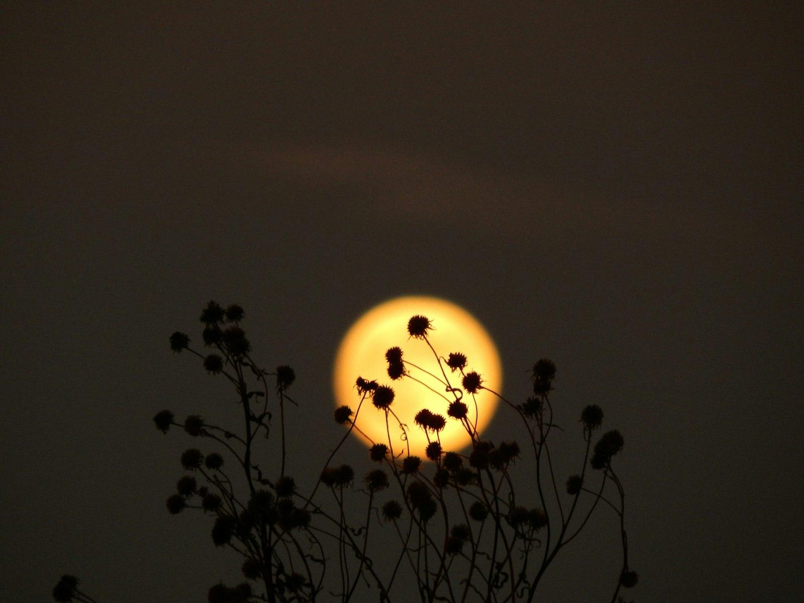 Pleine lune orangée derrière des fleurs du jardin à la tombée de la nuit