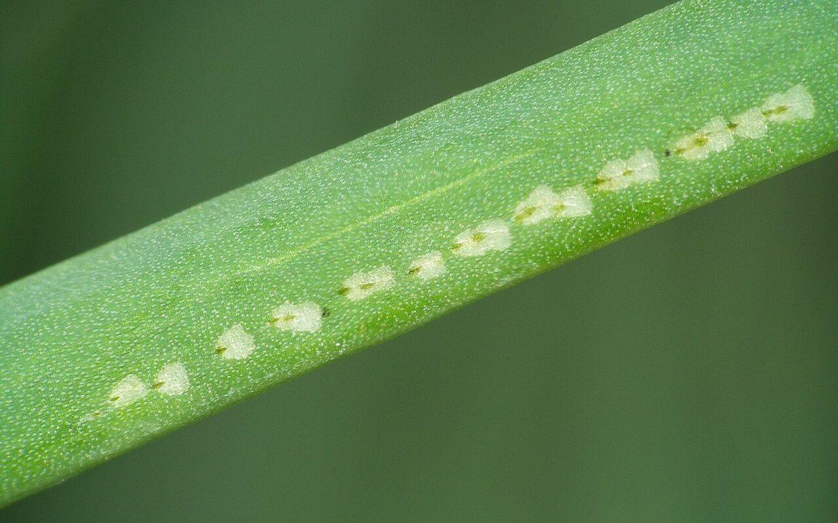 Piqûres de nutrition de la mouche mineuse du poireau alignées en pointillés blancs sur une feuille d'oignon