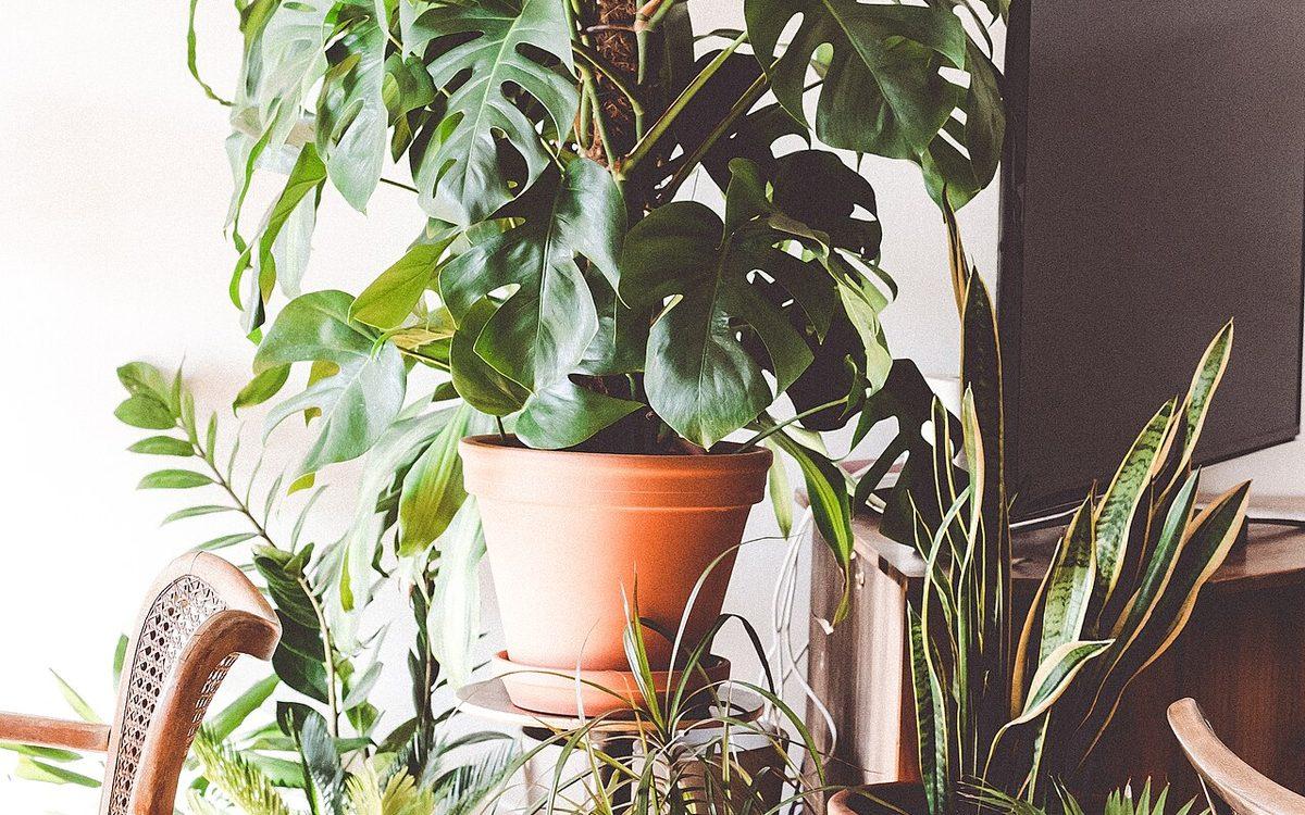 Coin de salon garni de plantes d'intérieur en pots : monstera sur sellette, sansevières et chlorophytum