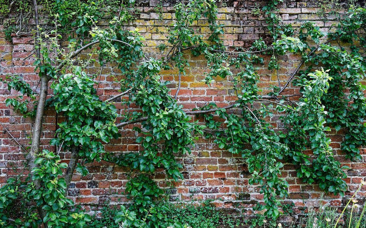 Prunier conduit en palmette contre un mur de briques anciennes, chargé de jeunes fruits