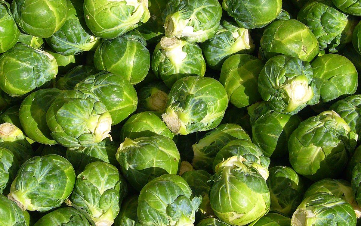 Choux de Bruxelles fraîchement récoltés, légume du potager de décembre