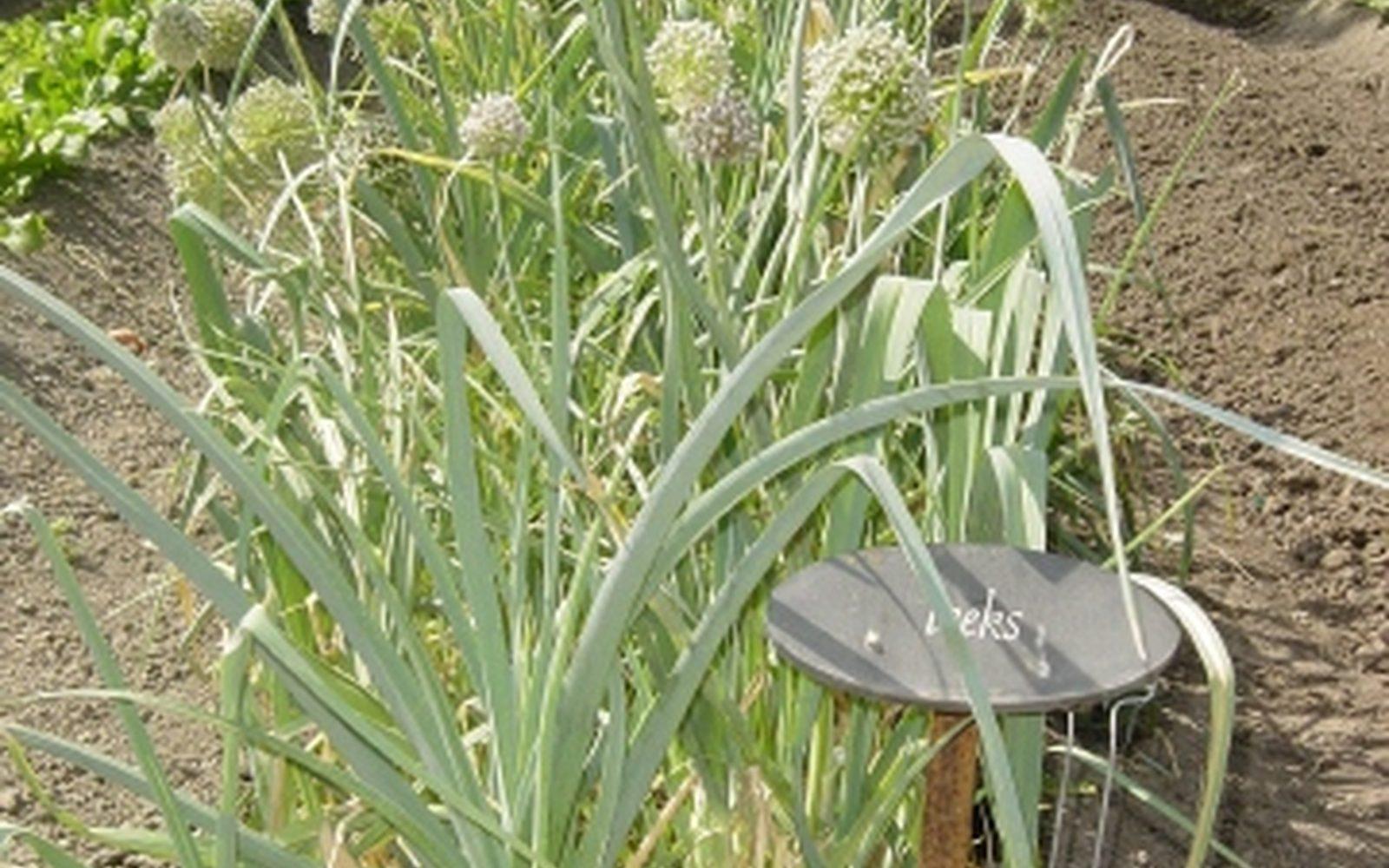 Poireaux fraîchement récoltés, légume d'hiver du potager