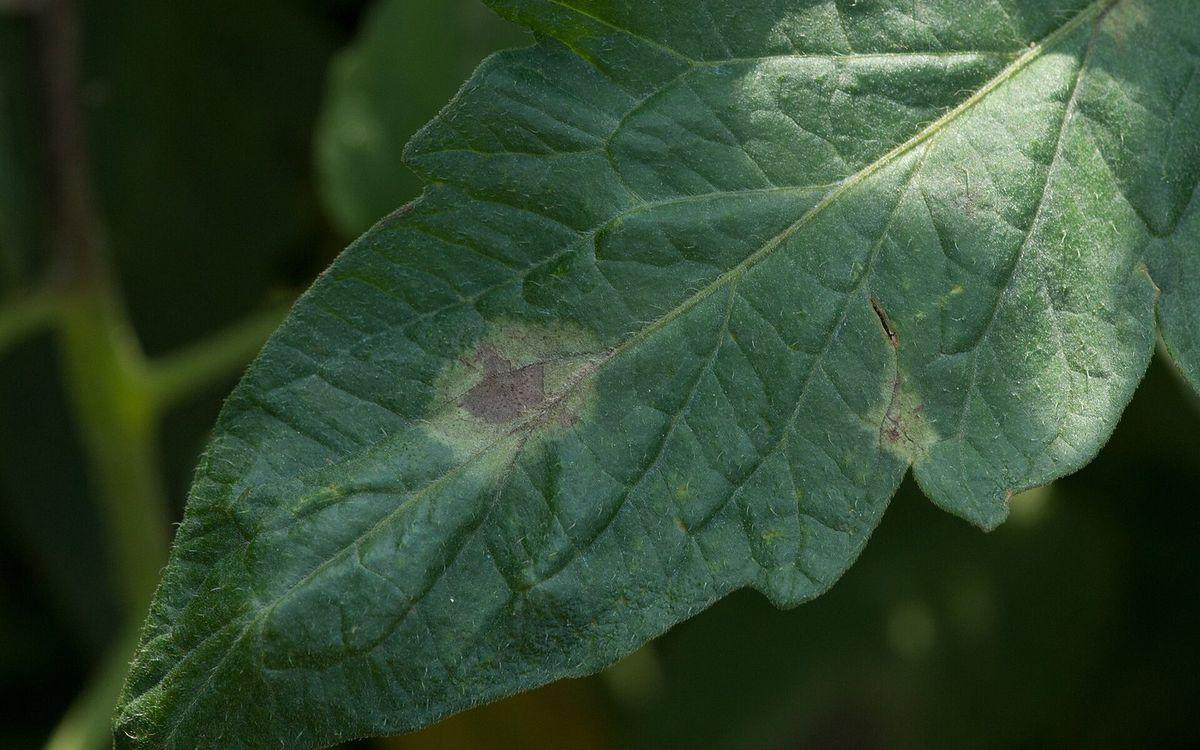 Gros plan d'une feuille de tomate portant une tache brune de mildiou