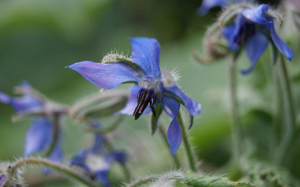 Fleur bleue de bourrache en gros plan, tiges velues et boutons floraux au jardin