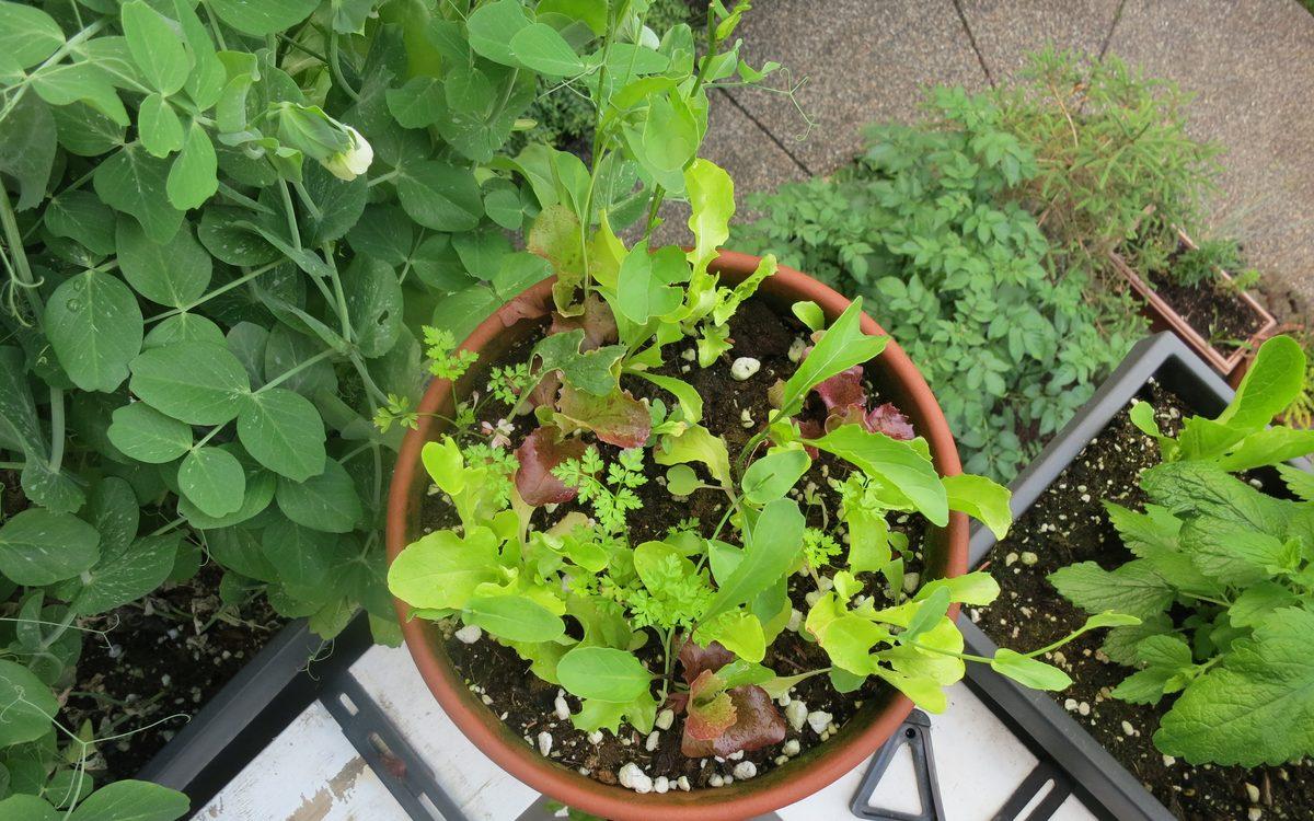 Pot en terre cuite de jeunes salades posé entre des jardinières de pois et d'autres bacs sur un balcon, vu d'en haut