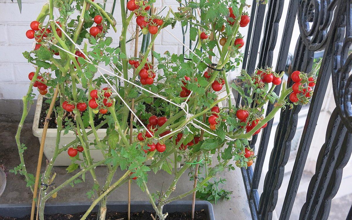 Plants de tomates cerises chargés de grappes rouges dans des jardinières, palissés à la ficelle contre la rambarde en fer forgé d'un balcon