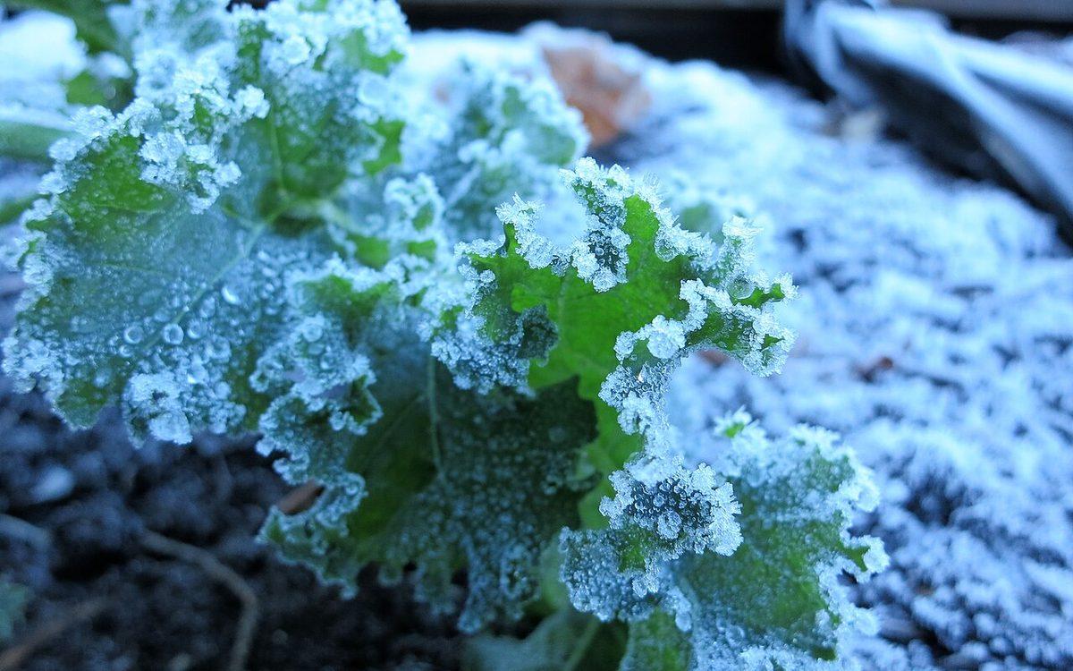 Feuilles de chou frisé couvertes de gelée blanche dans un bac de potager, un matin de gel