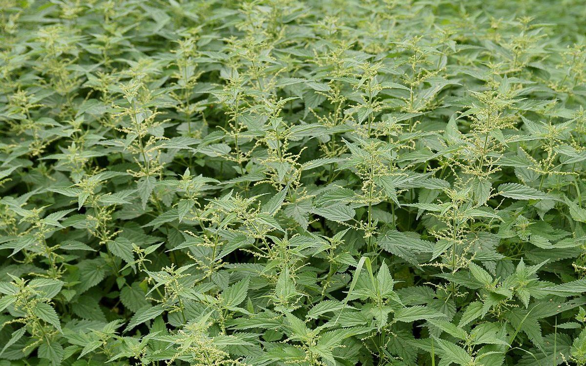 Peuplement dense de grandes orties (Urtica dioica) en fleurs, matière première du purin d'ortie