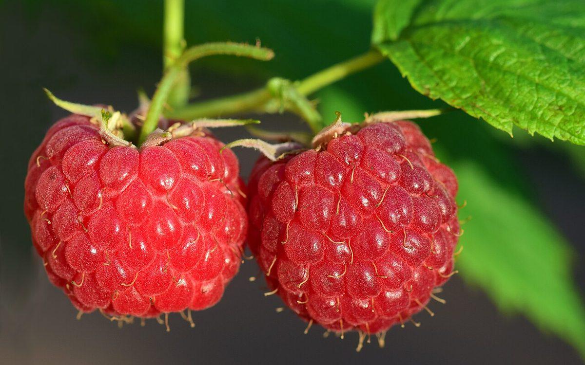 Deux framboises mûres encore accrochées à leur rameau de framboisier, sous une feuille dentée