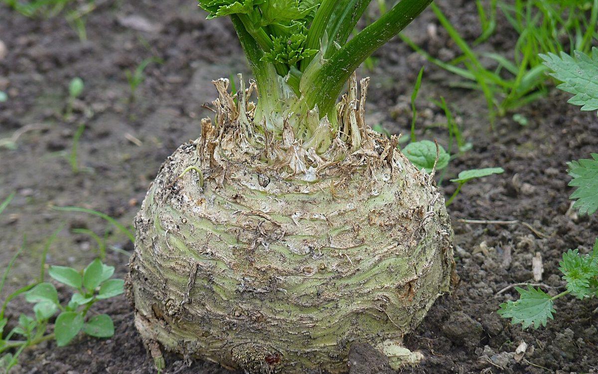 Boule de céleri-rave à moitié hors de terre au potager, peau striée et terreuse, sous ses tiges vertes