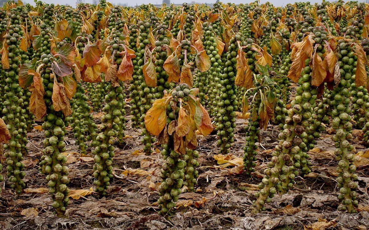 Champ de choux de Bruxelles à la fin de l'hiver dans le Nord, tiges couvertes de pommes jusqu'au bouquet de feuilles jaunies