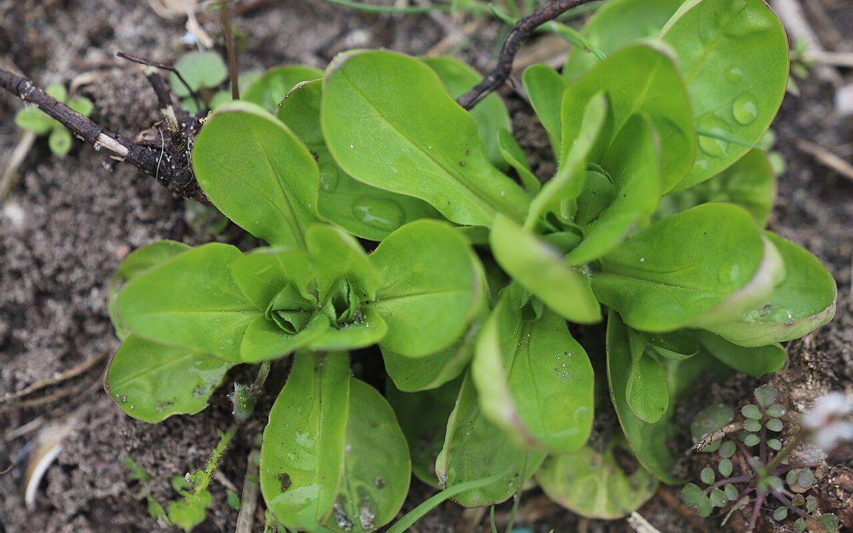 Rosettes de mâche vert tendre aux feuilles en cuillère, mouillées de rosée, sur une terre sableuse