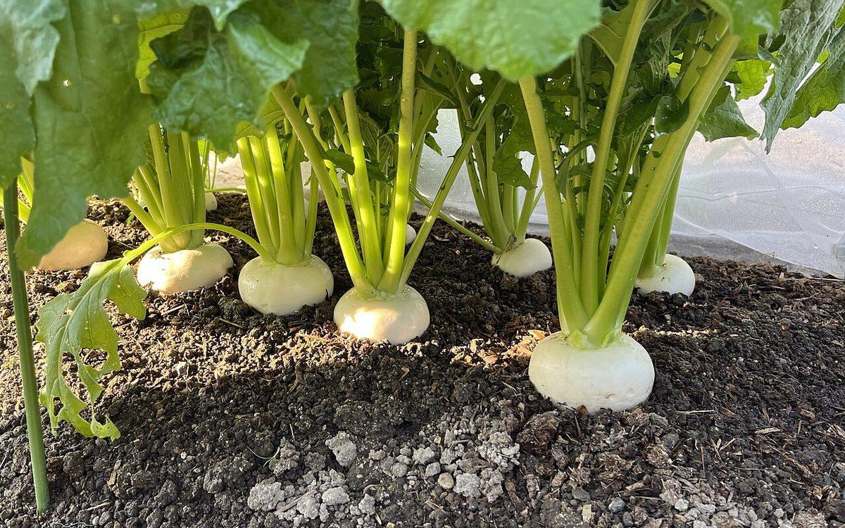 Navets blancs au collet dégagé, à moitié sortis de la terre sous leurs fanes vertes, devant un voile de protection