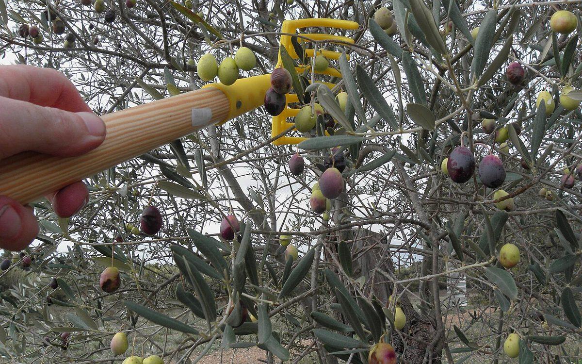 Petit peigne à olives passé dans une branche d'olivier chargée d'olives vertes, tournantes et noires