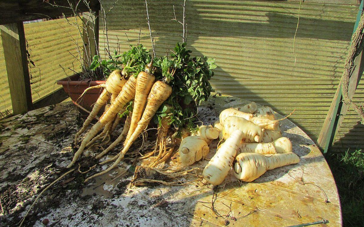Panais fraîchement arrachés, longues racines blanches encore terreuses avec leurs fanes, sur une table de jardin