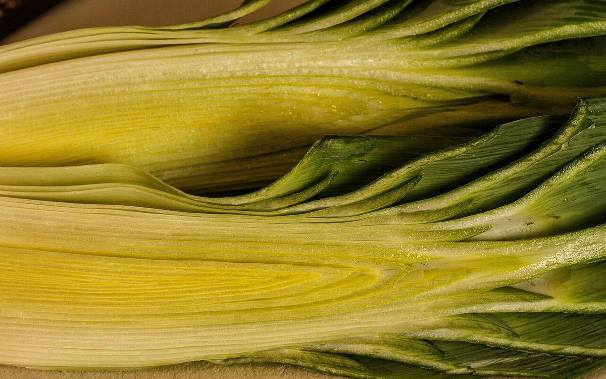 Gros plan sur des fûts de poireaux récoltés, du blanc au vert des feuilles
