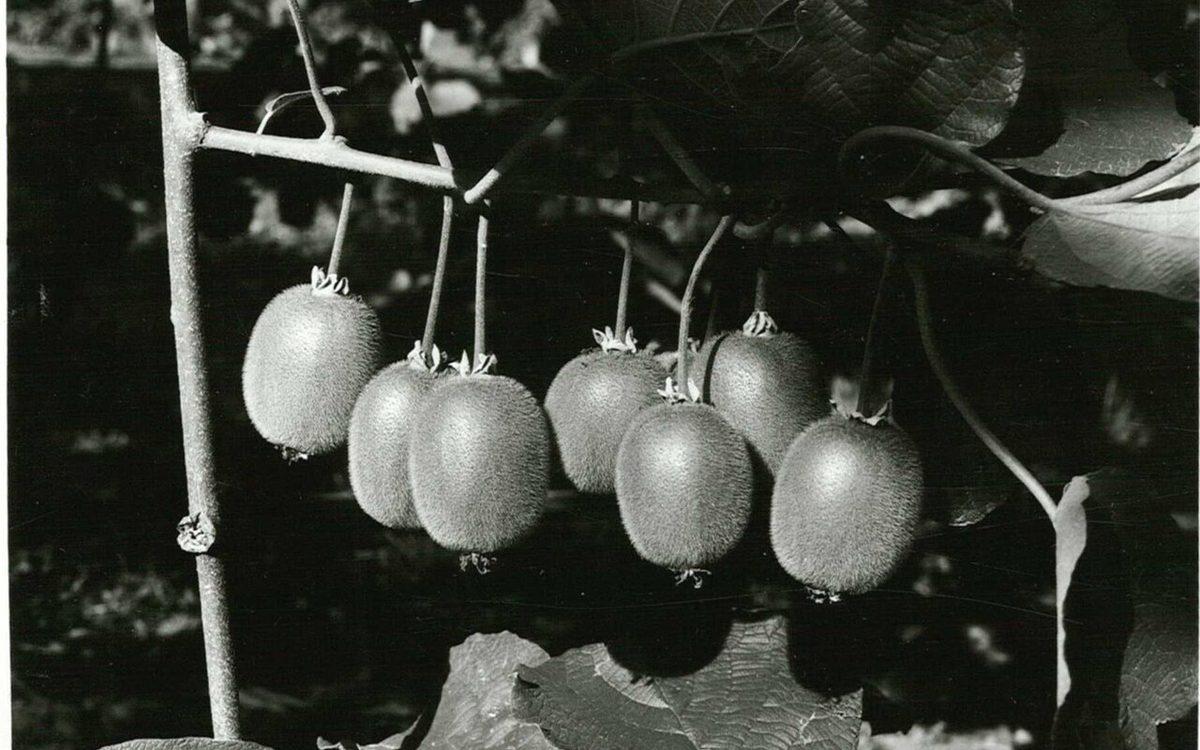 Photo ancienne en noir et blanc : kiwis Hayward suspendus à un rameau de l'année, sur une liane conduite en pergola