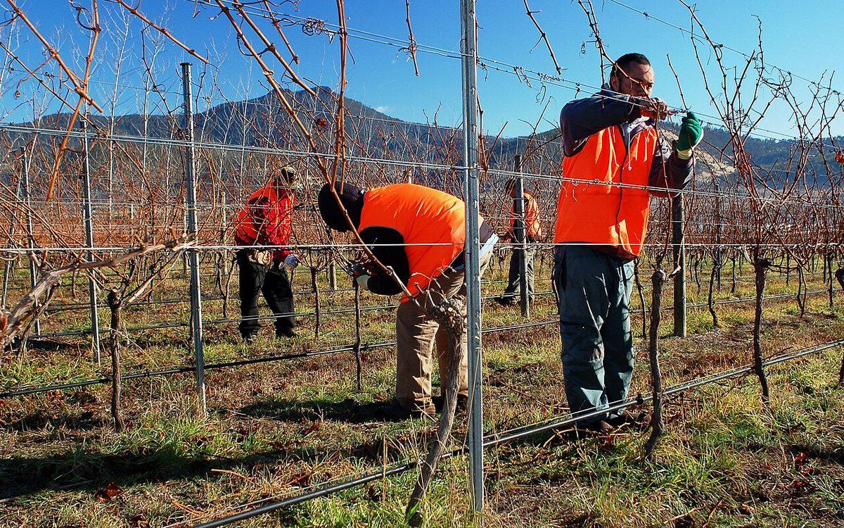 Vignerons en gilet orange taillant des rangs de vigne sans feuilles par une matinée d'hiver ensoleillée