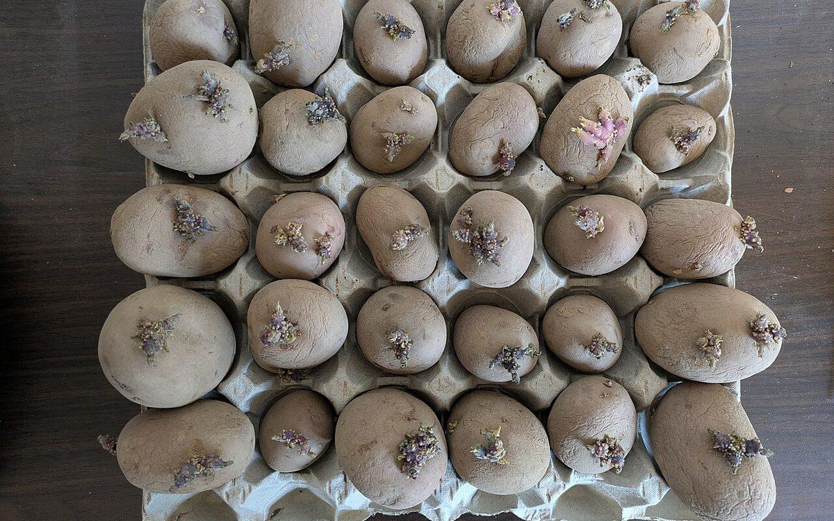 Pommes de terre de semence en prégermination dans une boîte à œufs, germes courts et violets