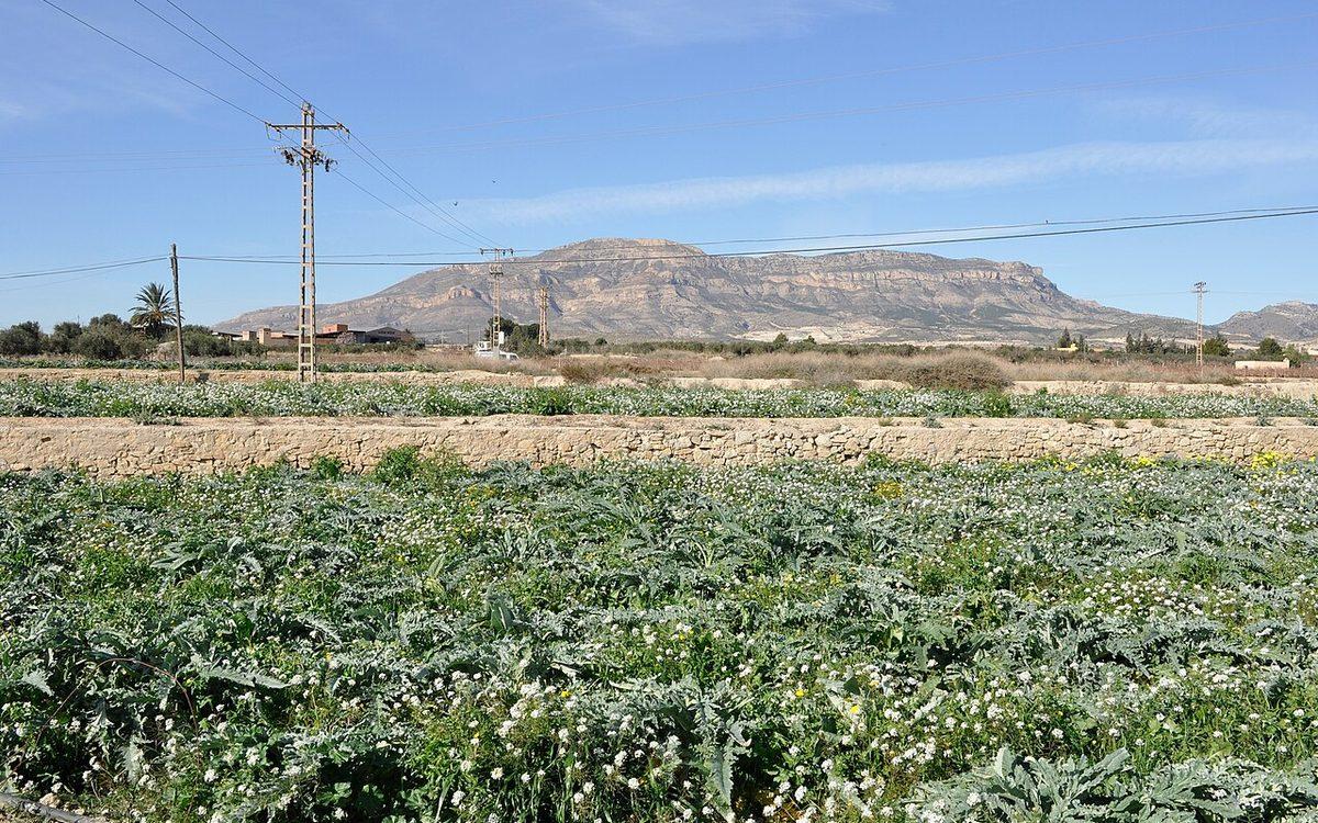 Champ d'artichauts au feuillage argenté en hiver, murets de pierre sèche et montagne calcaire près d'Alicante