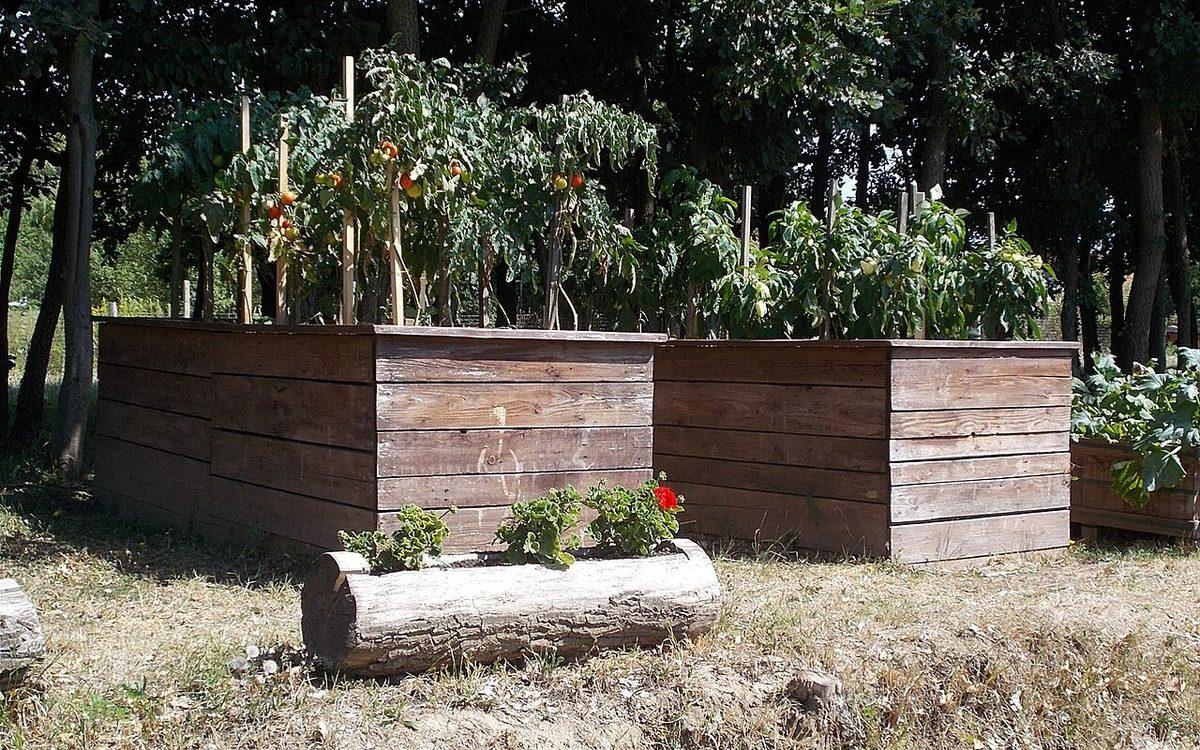 Deux grands bacs potagers surélevés en planches de bois, garnis de pieds de tomates tuteurés