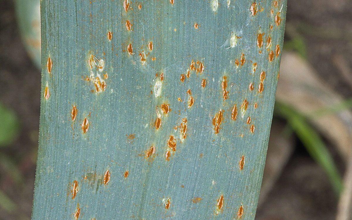 Feuille de poireau couverte de pustules orange de rouille, en gros plan