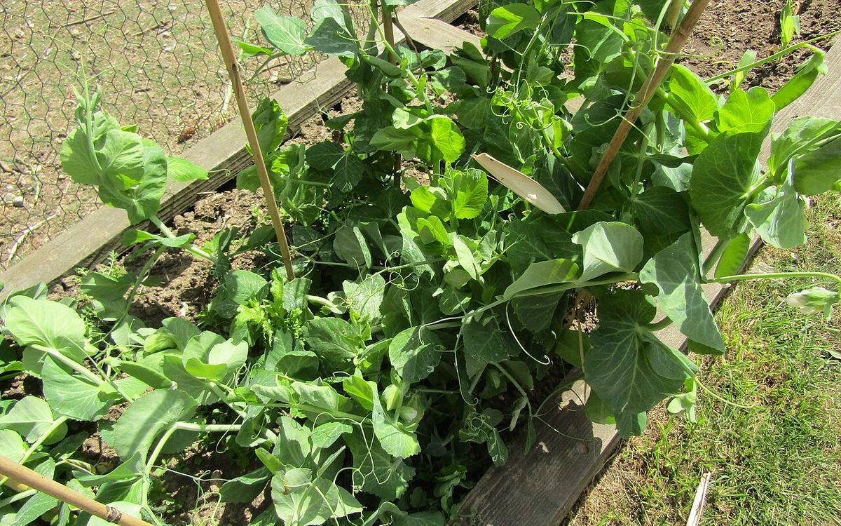 Plants de petits pois accrochés à leurs tuteurs dans une planche de potager