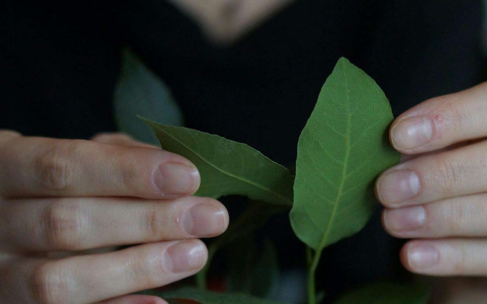 Mains inspectant la feuille d'une plante pour diagnostiquer son état de santé