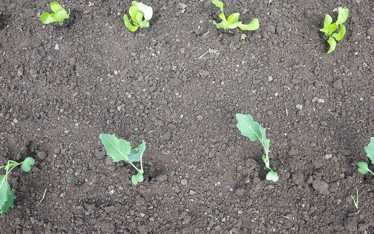 Jeunes plants de chou-rave et de laitue plantés en culture associée sur une planche de terre fine