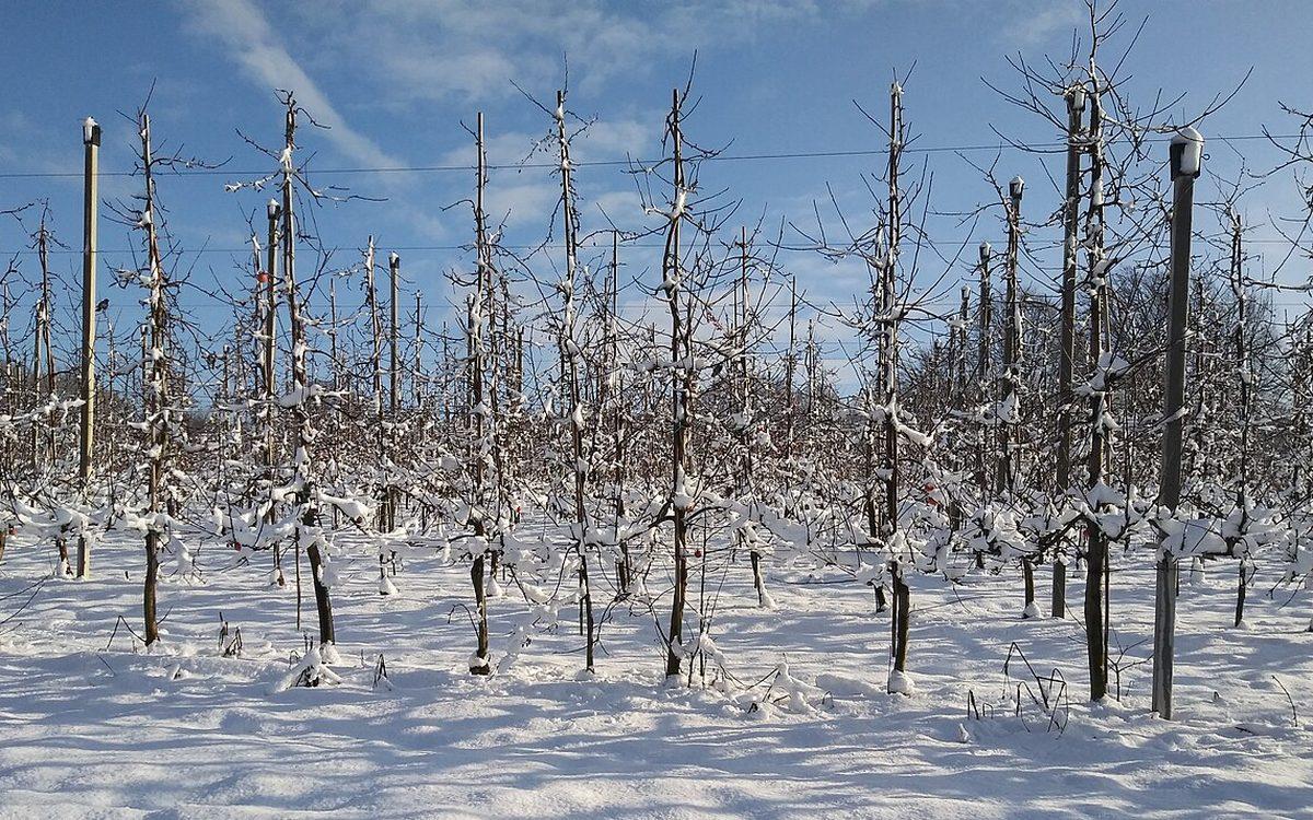 Jeunes pommiers sans feuilles sous la neige dans un verger en hiver