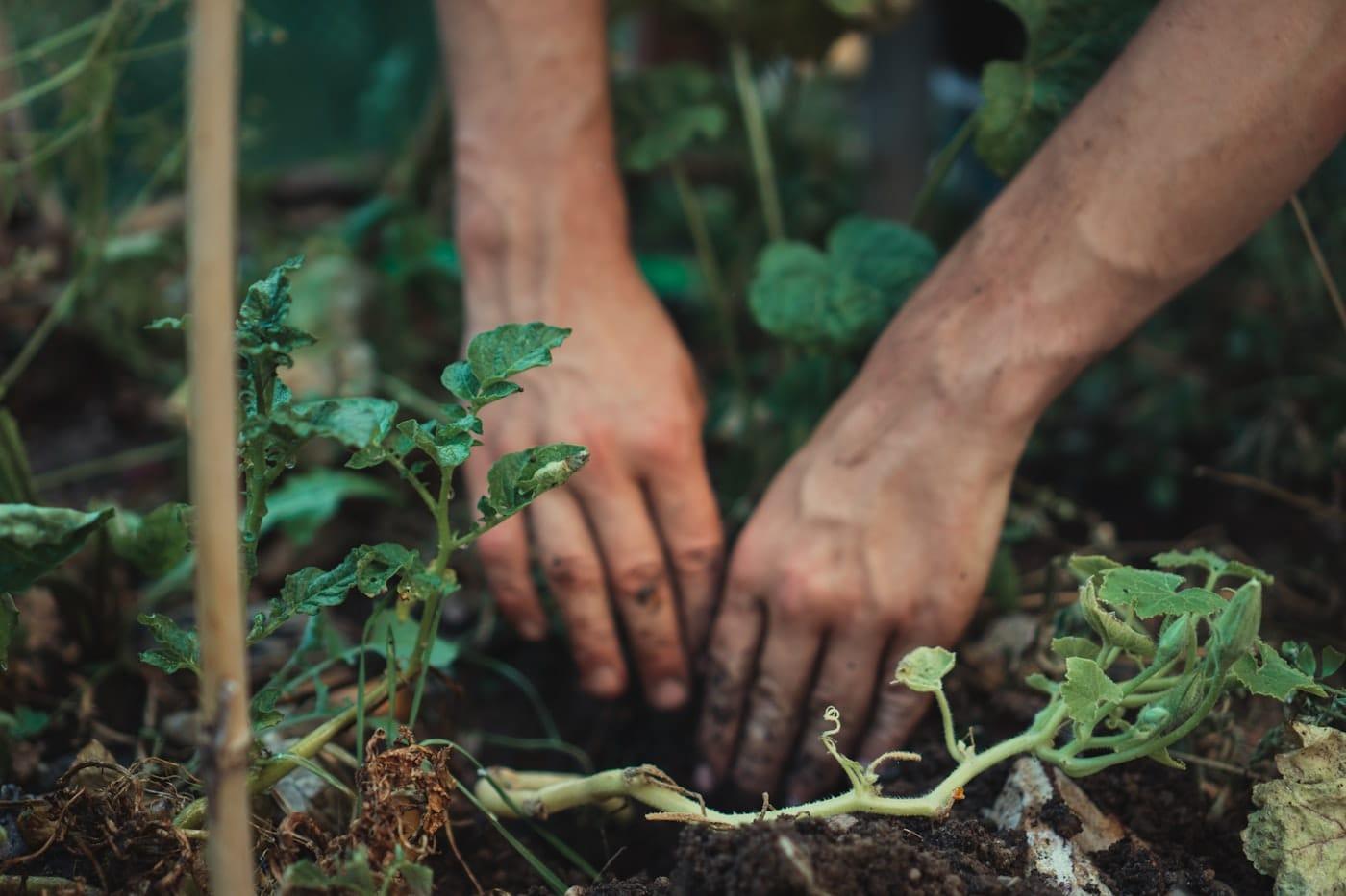 Mains plantant un jeune plant de tomate en pleine terre