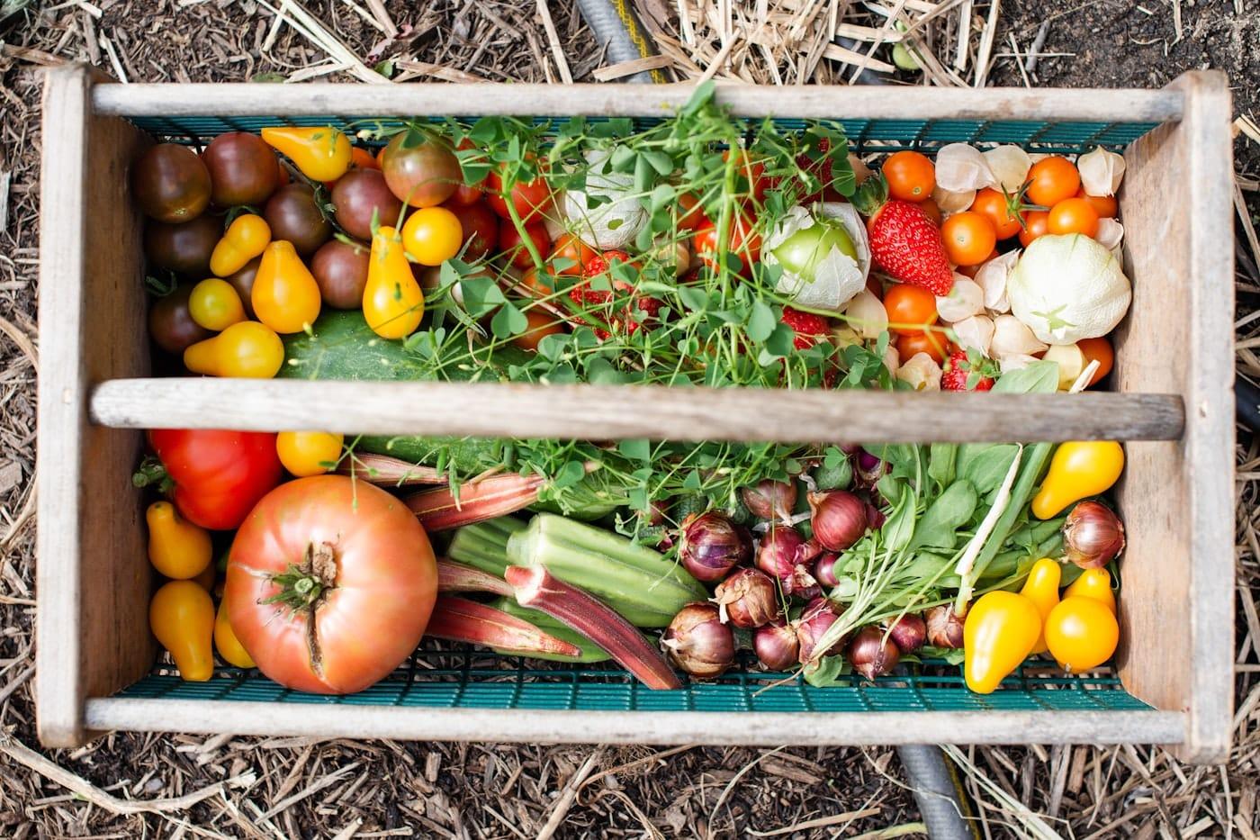 Cagette de légumes fraîchement récoltés au potager
