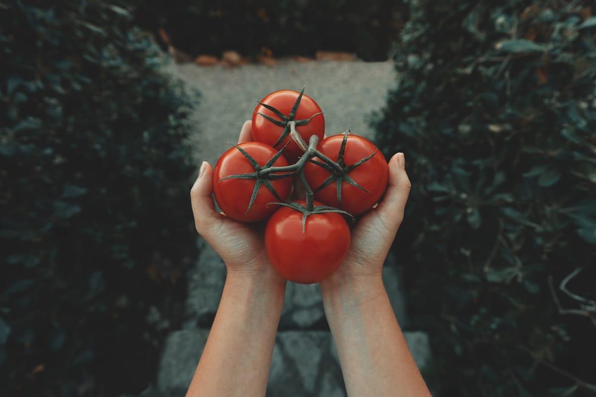 Plant de tomates cerises mûres au potager