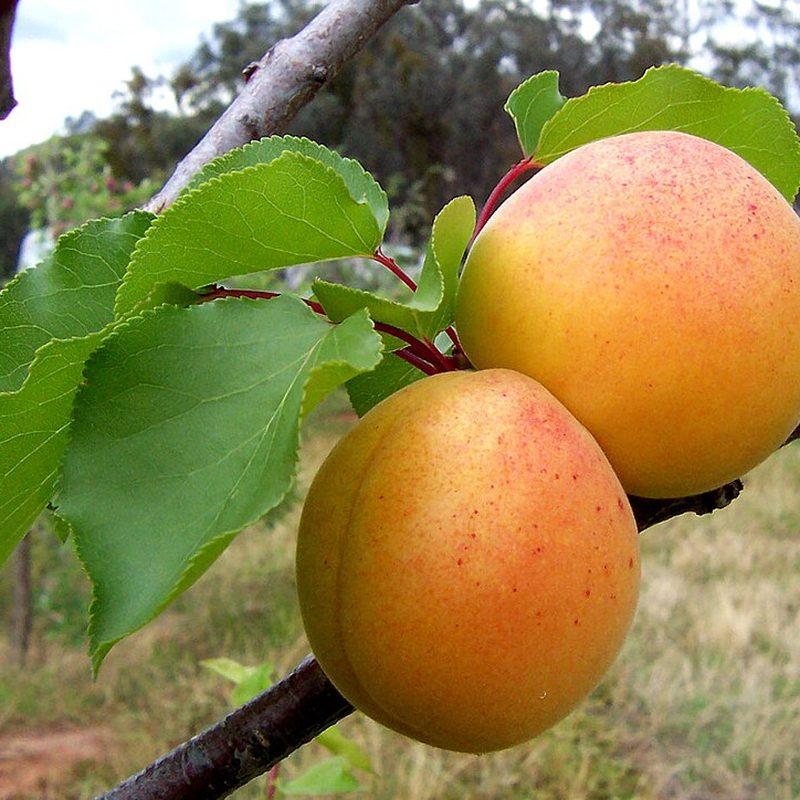 Abricotier (Prunus armeniaca)