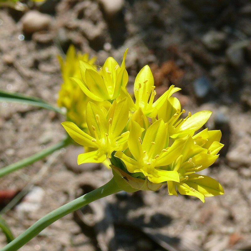 Ail doré