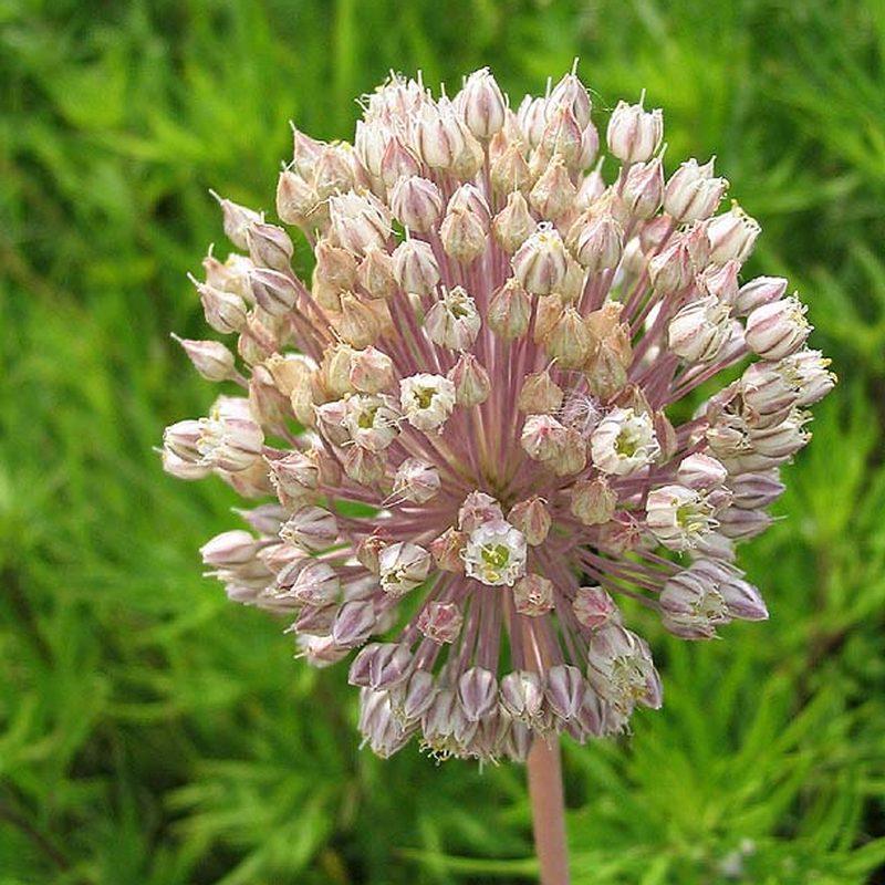 Ail éléphant