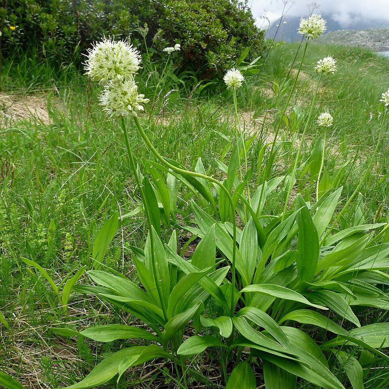 Ail victorial (Allium victorialis)