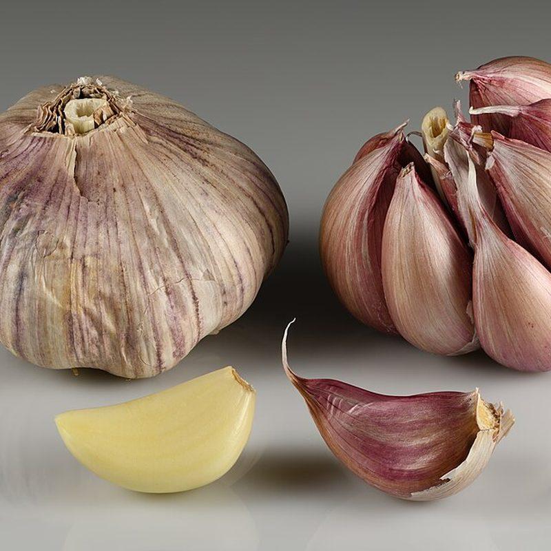 Ail (Allium sativum)