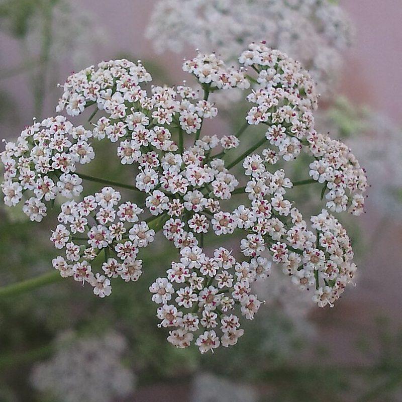 Ajowan (Trachyspermum ammi)