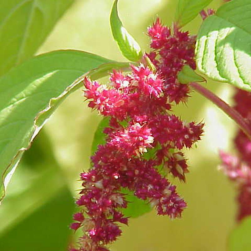Amarante (Amaranthus)