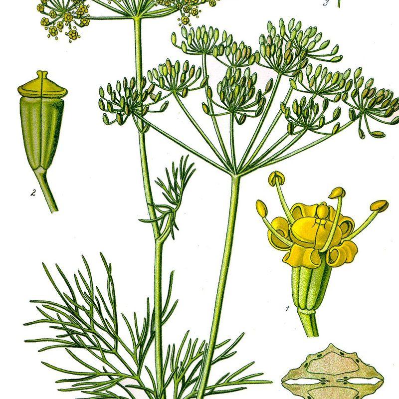 Aneth (Anethum graveolens)