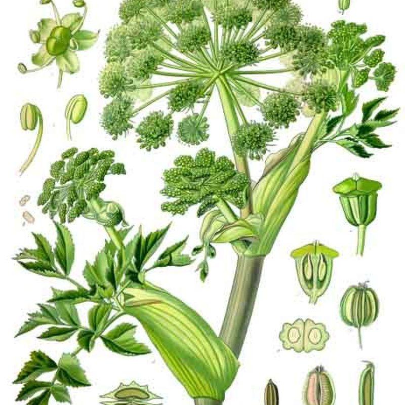 Angélique (Angelica archangelica)