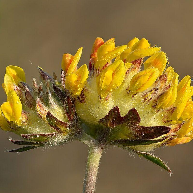 Anthyllide vulnéraire