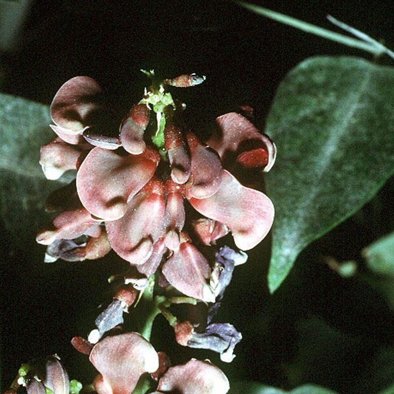 Apios (Apios americana)
